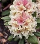 Yaku-Rhododendron 'Percy Wiseman' - Rhododendron yak.'Percy Wiseman' I