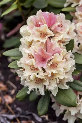 Yaku-Rhododendron 'Percy Wiseman' - Rhododendron yak.'Percy Wiseman' I