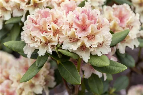 Yaku-Rhododendron 'Percy Wiseman' - Rhododendron yak.'Percy Wiseman' I