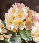 Yaku-Rhododendron 'Percy Wiseman' - Rhododendron yak.'Percy Wiseman' I