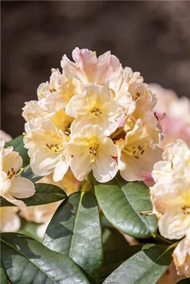 Yaku-Rhododendron 'Percy Wiseman' - Rhododendron yak.'Percy Wiseman' I