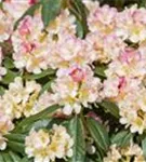 Yaku-Rhododendron 'Percy Wiseman' - Rhododendron yak.'Percy Wiseman' I