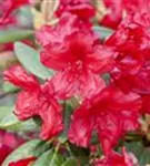 Rhododendron-Hybride 'Vulcan's Flame' - Rhododendron Hybr.'Vulcan's Flame' III