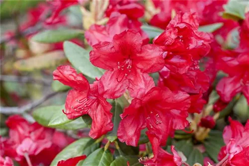 Rhododendron-Hybride 'Vulcan's Flame' - Rhododendron Hybr.'Vulcan's Flame' III