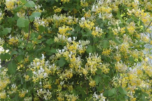 Gelbbunte Geißschlinge 'Halliana' - Lonicera japonica 'Halliana' - Kletterpflanzen