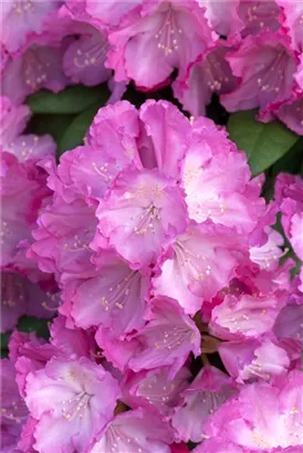 Yaku-Rhododendron 'Polaris' - Rhododendron yak.'Polaris' I