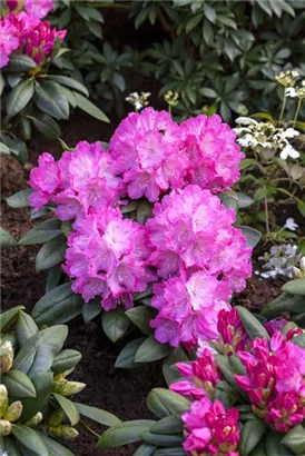 Yaku-Rhododendron 'Polaris' - Rhododendron yak.'Polaris' I