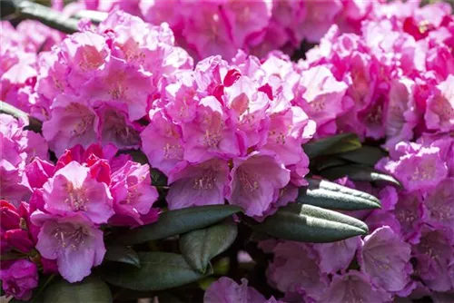 Yaku-Rhododendron 'Polaris' - Rhododendron yak.'Polaris' I