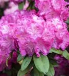 Yaku-Rhododendron 'Polaris' - Rhododendron yak.'Polaris' I