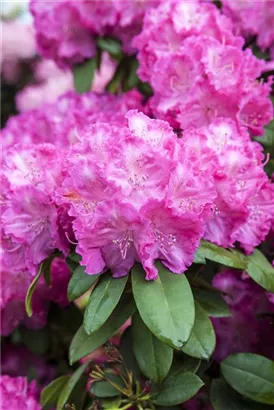 Yaku-Rhododendron 'Polaris' - Rhododendron yak.'Polaris' I