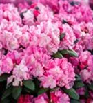 Yaku-Rhododendron 'Polaris' - Rhododendron yak.'Polaris' I