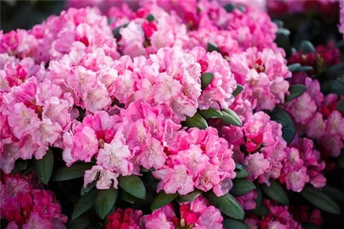 Yaku-Rhododendron 'Polaris' - Rhododendron yak.'Polaris' I