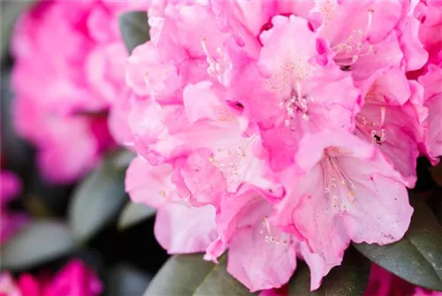 Yaku-Rhododendron 'Polaris' - Rhododendron yak.'Polaris' I