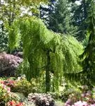 Trauerbirke - Betula pendula 'Youngii'