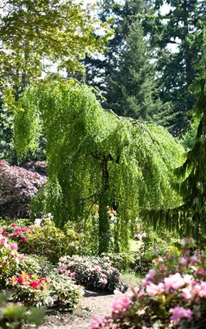 Betula pendula 'Youngii'