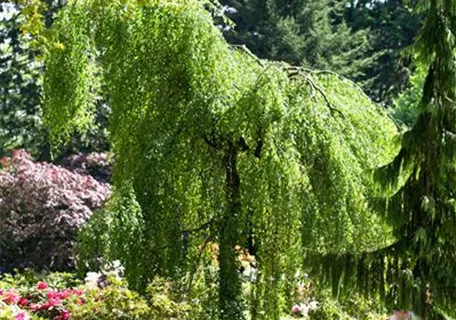 Betula pendula 'Youngii' - Trauerbirke