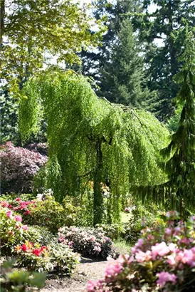 Trauerbirke - Betula pendula 'Youngii'