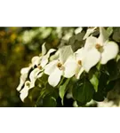 Chin. Blumen-Hartriegel - Cornus kousa chinensis - Formgehölze