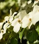 Chin. Blumen-Hartriegel - Cornus kousa chinensis - Ziergehölze