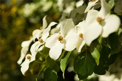 Chin. Blumen-Hartriegel - Cornus kousa chinensis - Ziergehölze