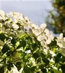 Chin. Blumen-Hartriegel - Cornus kousa chinensis - Ziergehölze