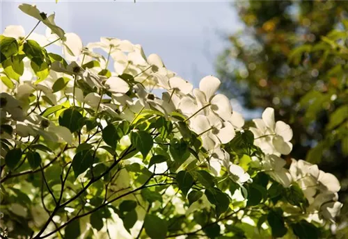 Chin. Blumen-Hartriegel - Cornus kousa chinensis - Ziergehölze