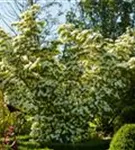 Chin. Blumen-Hartriegel - Cornus kousa chinensis - Ziergehölze