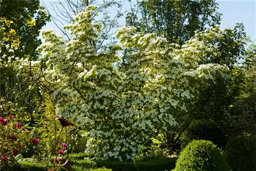 Chin. Blumen-Hartriegel - Cornus kousa chinensis - Ziergehölze