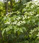 Chin. Blumen-Hartriegel - Cornus kousa chinensis - Ziergehölze