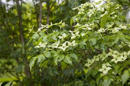 Chin. Blumen-Hartriegel - Cornus kousa chinensis - Ziergehölze