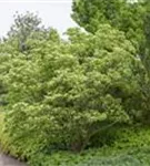 Chin. Blumen-Hartriegel - Cornus kousa chinensis - Ziergehölze