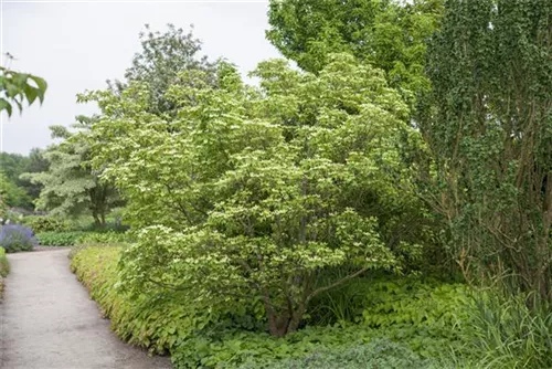 Chin. Blumen-Hartriegel - Cornus kousa chinensis - Ziergehölze