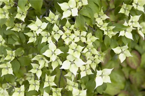 Chin. Blumen-Hartriegel - Cornus kousa chinensis - Ziergehölze