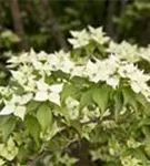 Chin. Blumen-Hartriegel - Cornus kousa chinensis - Ziergehölze