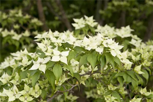 Chin. Blumen-Hartriegel - Cornus kousa chinensis - Ziergehölze