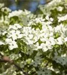 Amerik.Blumen-Hartriegel - Cornus florida - Formgehölze