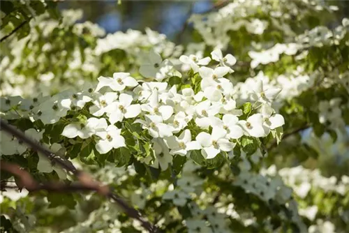 Amerik.Blumen-Hartriegel - Cornus florida - Formgehölze