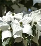 Chin. Blumen-Hartriegel - Cornus kousa chinensis - Ziergehölze