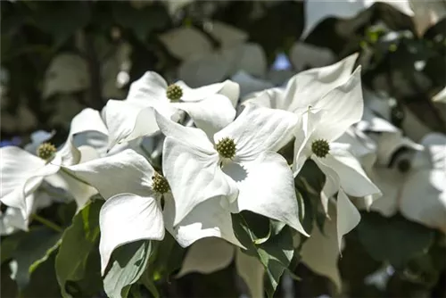 Chin. Blumen-Hartriegel - Cornus kousa chinensis - Ziergehölze