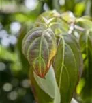 Chin. Blumen-Hartriegel - Cornus kousa chinensis - Ziergehölze