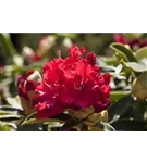 Rhododendron-Hybride 'Wilgen's Ruby' - Rhododendron Hybr.'Wilgen's Ruby' III