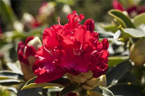 Rhododendron-Hybride 'Wilgen's Ruby' - Rhododendron Hybr.'Wilgen's Ruby' III