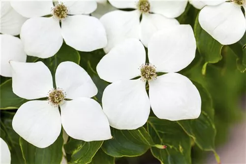 Jap. Blumen Hartriegel Weiße Fontaine - Cornus kousa chinensis 'Weiße Fontaine'