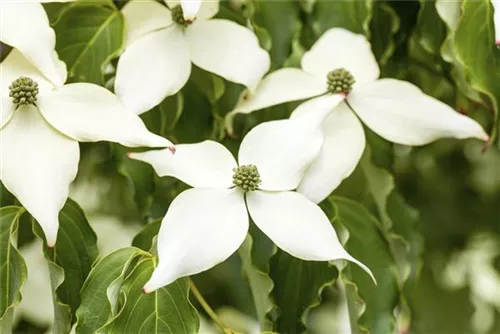 Jap. Blumen Hartriegel Weiße Fontaine - Cornus kousa chinensis 'Weiße Fontaine'