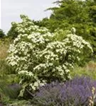 Jap. Blumen Hartriegel Weiße Fontaine - Cornus kousa chinensis 'Weiße Fontaine'