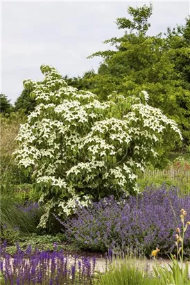 Jap. Blumen Hartriegel Weiße Fontaine - Cornus kousa chinensis 'Weiße Fontaine'