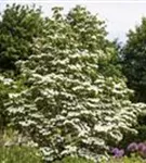 Jap. Blumen Hartriegel Weiße Fontaine - Cornus kousa chinensis 'Weiße Fontaine'