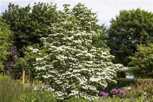 Jap. Blumen Hartriegel Weiße Fontaine - Cornus kousa chinensis 'Weiße Fontaine'