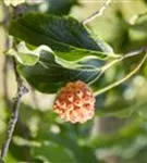 Jap. Blumen Hartriegel Weiße Fontaine - Cornus kousa chinensis 'Weiße Fontaine'