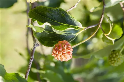 Jap. Blumen Hartriegel Weiße Fontaine - Cornus kousa chinensis 'Weiße Fontaine'